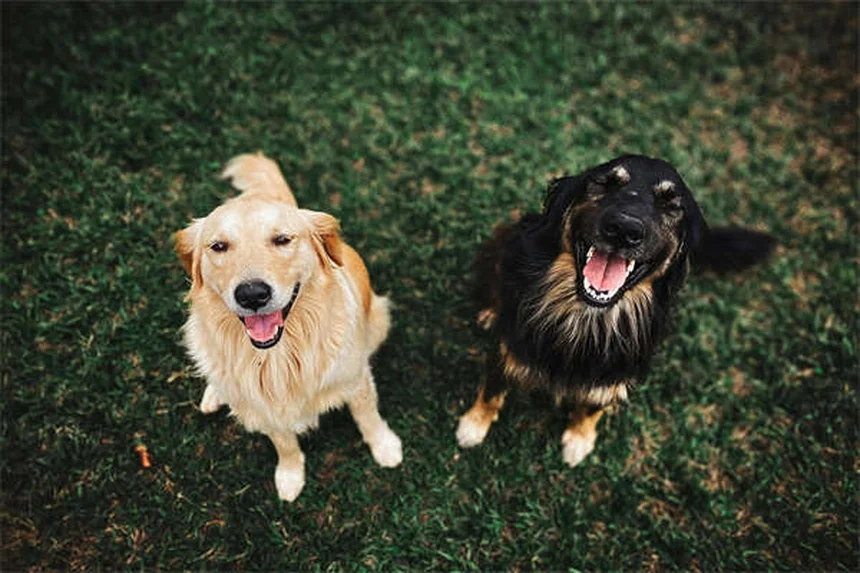 ふわふわ犬種25種類を比較！あなたにぴったりの一匹の選び方