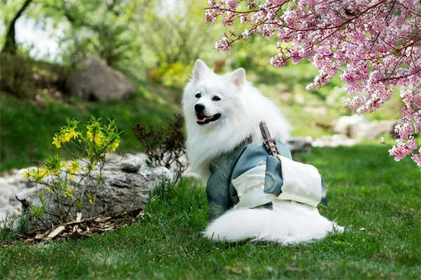 ふわふわ犬種25種類を比較！あなたにぴったりの一匹の選び方