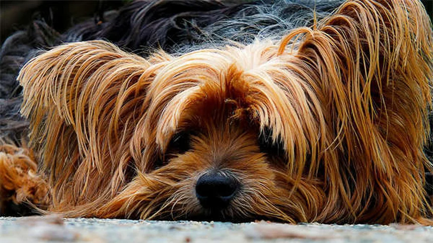 犬のしつけ基本コマンド4選、確実に覚えさせる方法