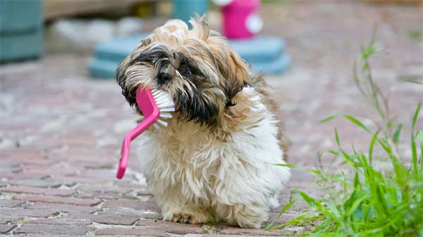 犬のベナドリル®完全ガイド：用量・副作用・代替薬まで獣医師が解説