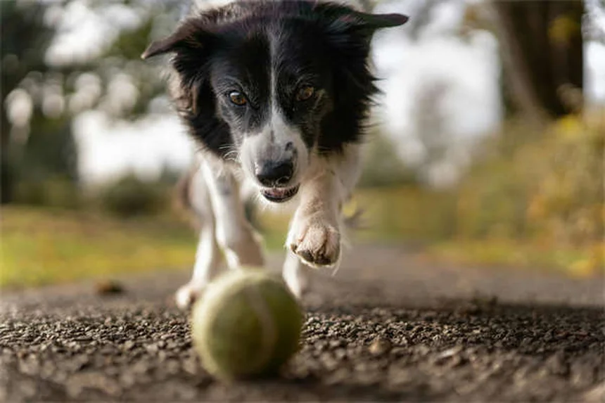 犬のベナドリル®完全ガイド：用量・副作用・代替薬まで獣医師が解説