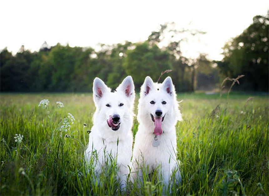 犬の妊娠中の薬、安全と危険をわかりやすく比較