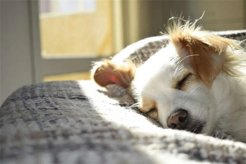 犬の妊娠中の薬、安全と危険をわかりやすく比較
