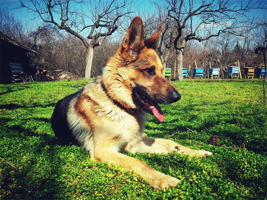 犬の妊娠中の薬、安全と危険をわかりやすく比較