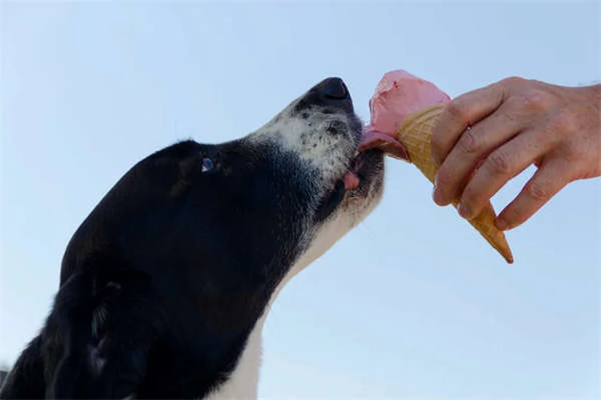 ドッグランでトラブル知らず！犬のマナーを守る5つのコツ