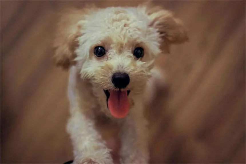 ドッグランでトラブル知らず！犬のマナーを守る5つのコツ