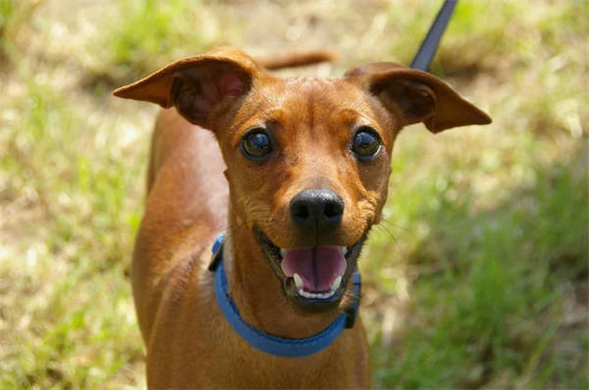 犬のメンタル刺激がカギ！退屈サインを見抜く9つの方法