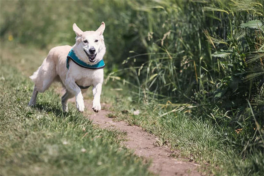 獣医師が解説メトクロプラミドの効果と副作用を犬猫別に比較