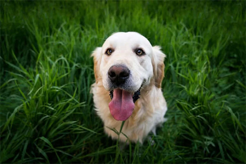 犬の歯のクリーニング費用の相場は？必要理由と節約する4つの方法を徹底解説