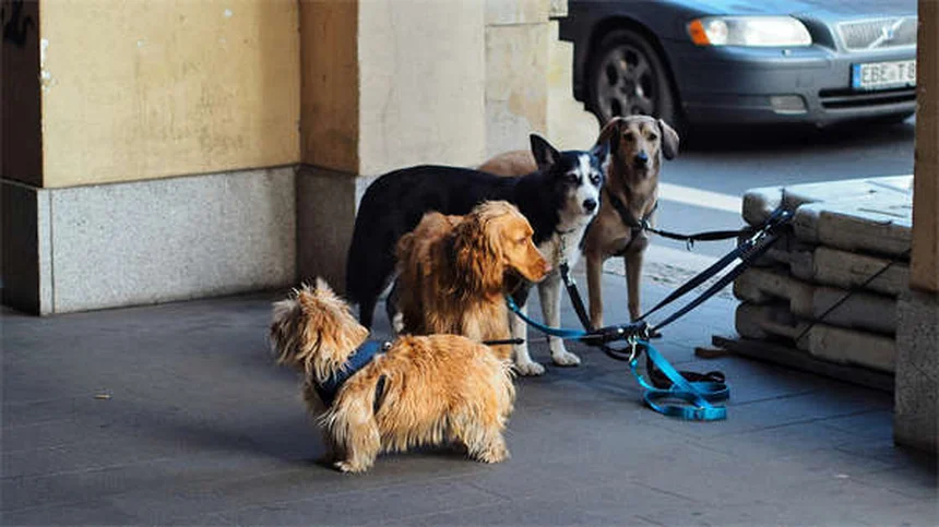 犬の破壊行動を防ぐ5つの方法｜原因と対策を徹底解説