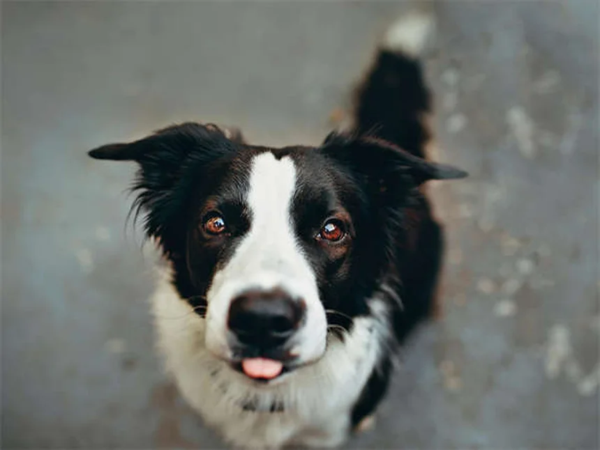 犬と自転車、安全に走るコツ！私の体験談と装備選び