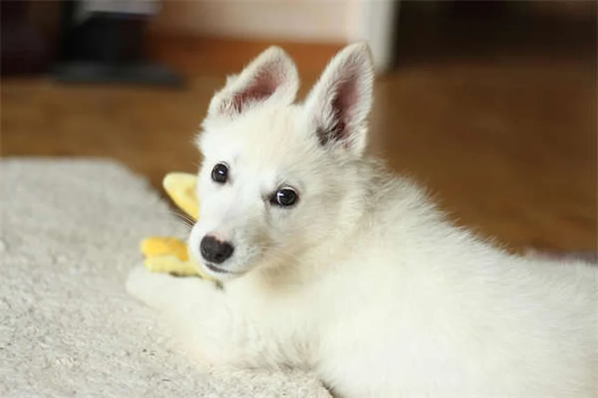 犬のパニック発作の見分け方と対処法を獣医師が解説