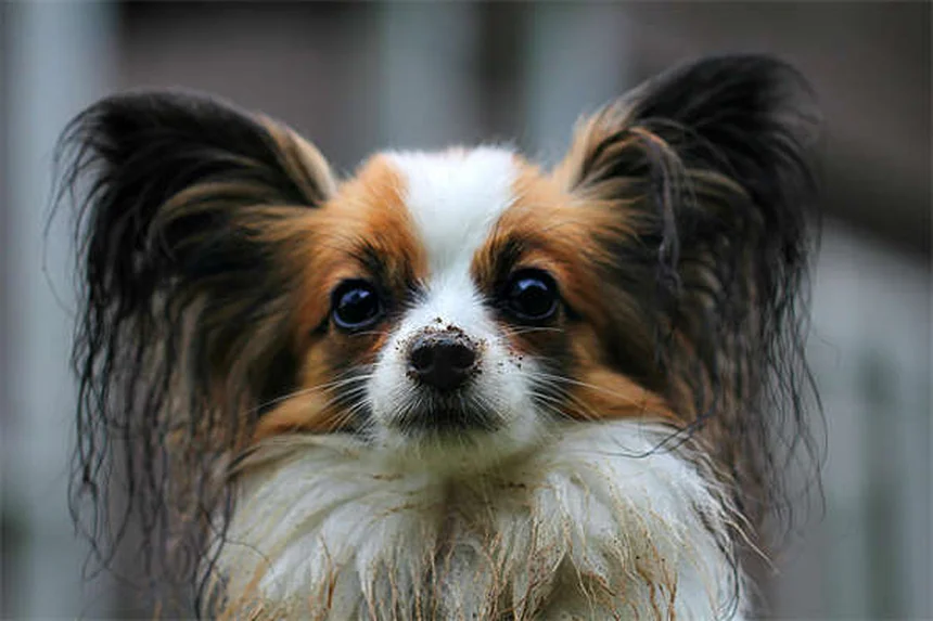 犬のパニック発作の見分け方と対処法を獣医師が解説