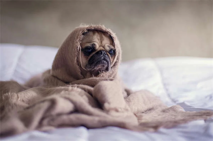 犬の浮腫を見逃すな！命に関わる症状と自宅でできる見極め方