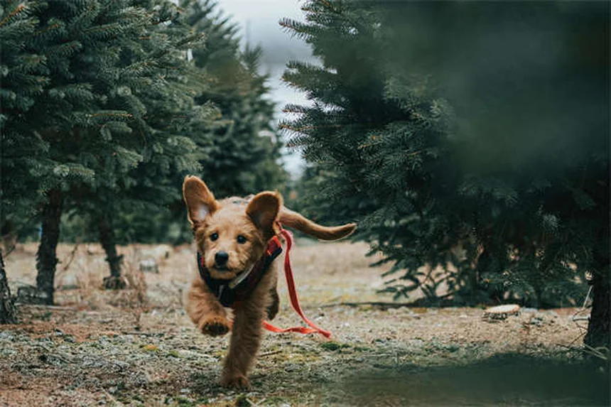 子犬の行動を解読！6つの意外な理由と今すぐできる対処法