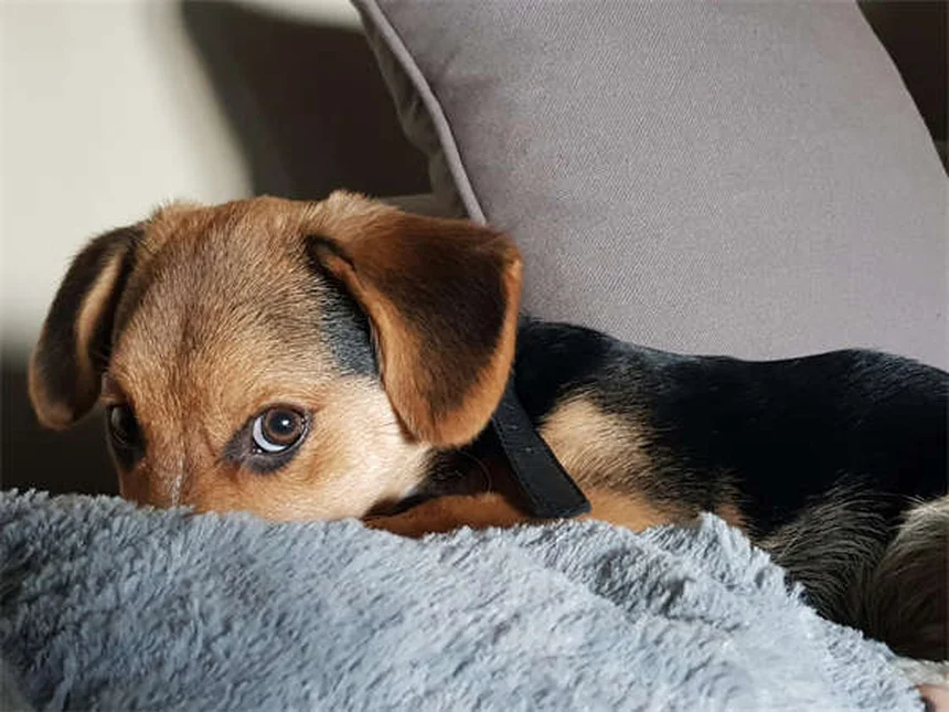 獣医師が解説！丹曲林钠の副作用と注意点を徹底チェック