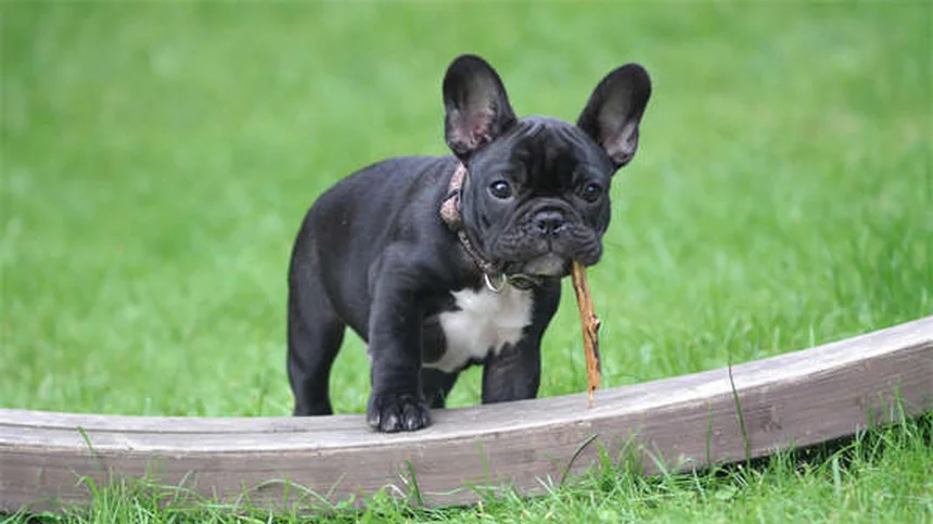 賢い犬の6つの兆候とは？見分け方とチェックリスト