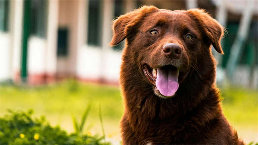 犬のしつけ、正の強化とバランスドどっちが効果的？科学が証明した結果とは