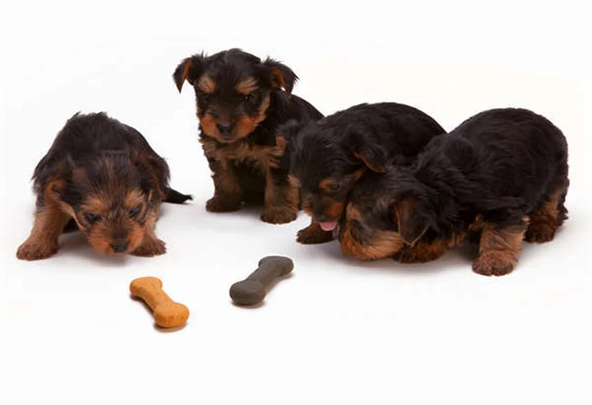 犬のため息の理由と見分け方 獣医師が教える健康チェックのコツ