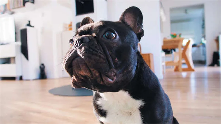 犬の夜間視力：人間より優れている3つの秘密と知っておくべき真実