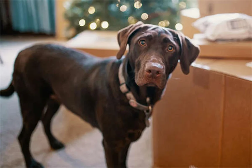 犬の夜間視力：人間より優れている3つの秘密と知っておくべき真実