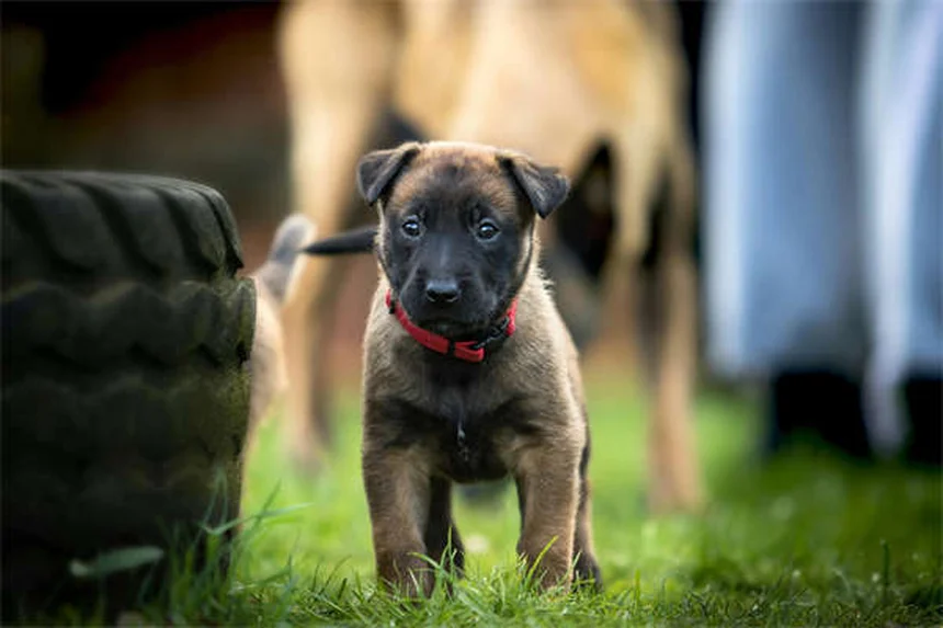 愛犬の平静サポート商品の選び方、よくある3つの間違いと正しい使い方