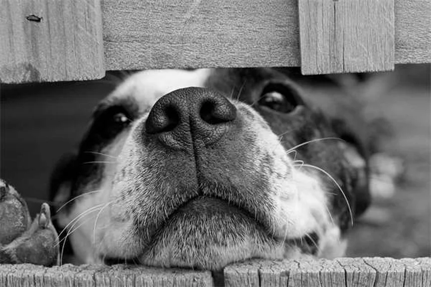犬の性格と飼い主の性格、研究が証明する驚きの一致