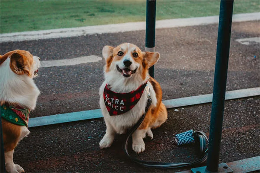 犬の背中のトラブル5選！症状と治療法を解説