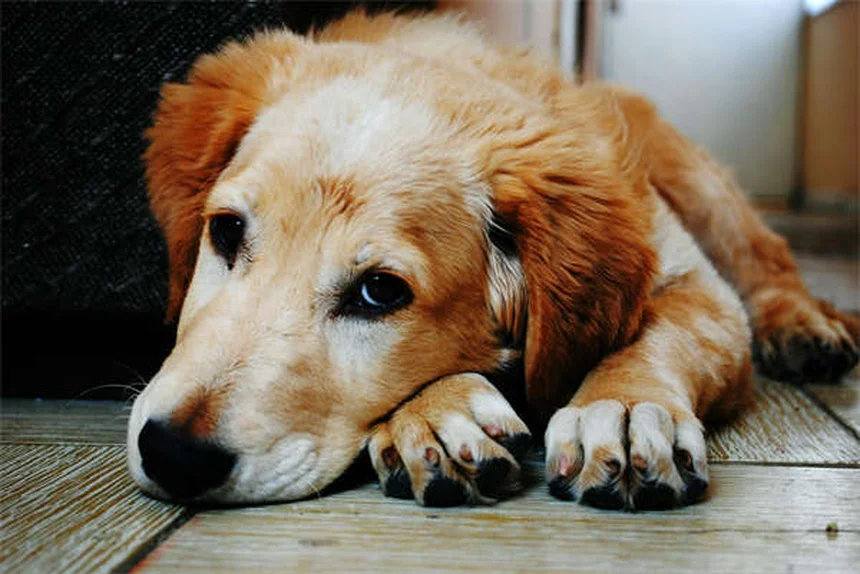 犬の背中のトラブル5選！症状と治療法を解説