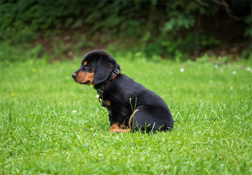 犬はテレビを見ている？半数以上が反応！その理由と楽しませ方のコツ