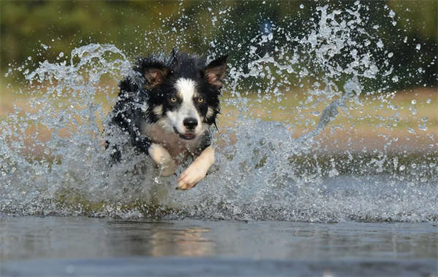 愛犬との旅行を快適にする3つのルールと準備のポイント