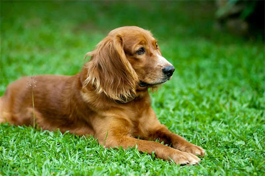 犬のサインを読むコツ！吠えの意味やカーミングシグナルが簡単にわかる
