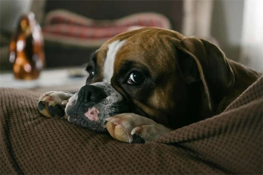 長生きする犬種ランキング21選！チワワからキャバリアまで人気の小型犬をご紹介