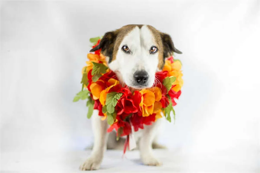 犬のバルトネラ感染症の症状とは？早期発見が鍵！獣医師が教える治療法