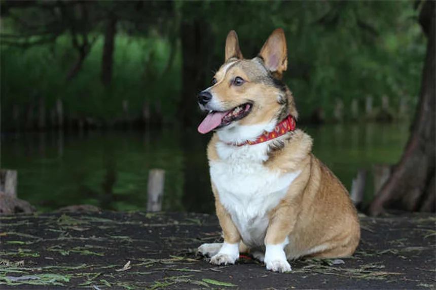 犬のバルトネラ感染症の症状とは？早期発見が鍵！獣医師が教える治療法